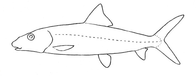Representative of the family Albulidae (Gosline & Brock, 1960, fig. 52)